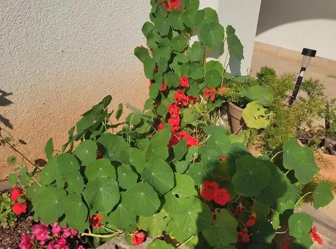 Gasthuis Nikola Accommodation